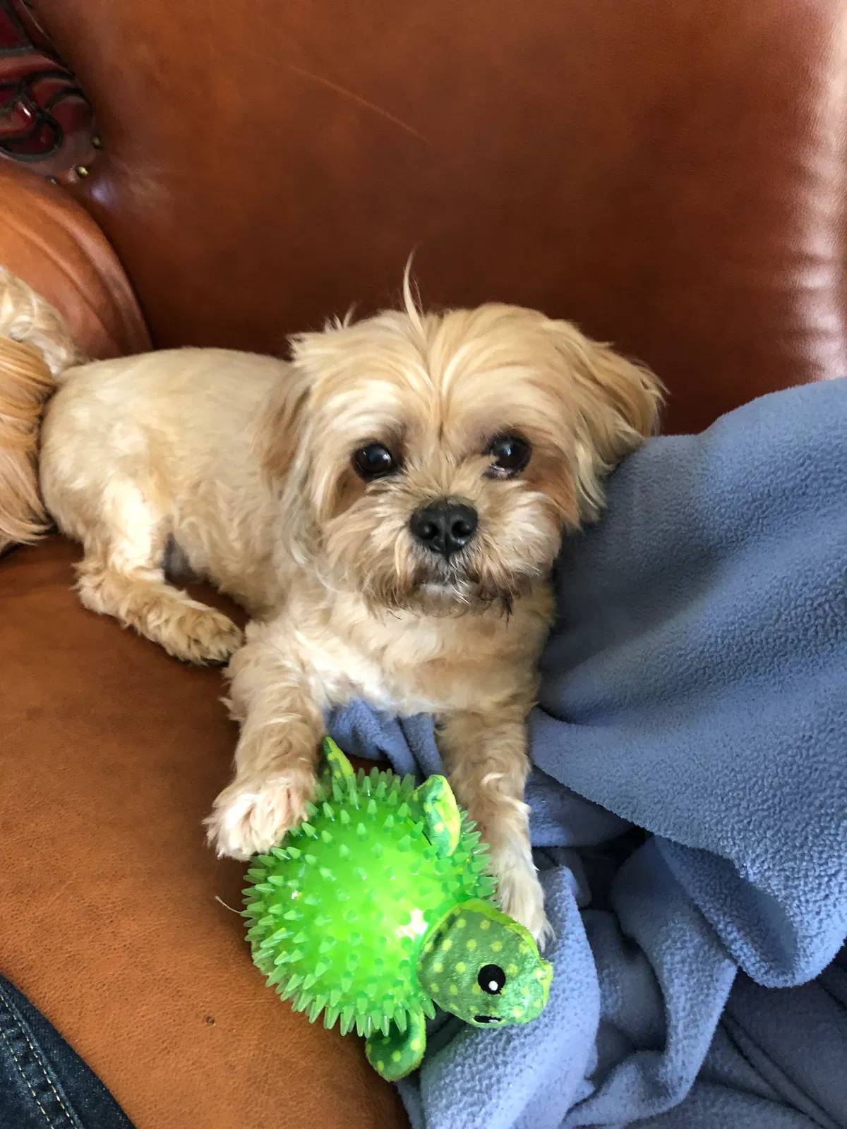 Lost dog in Alexandria, VA, 22309