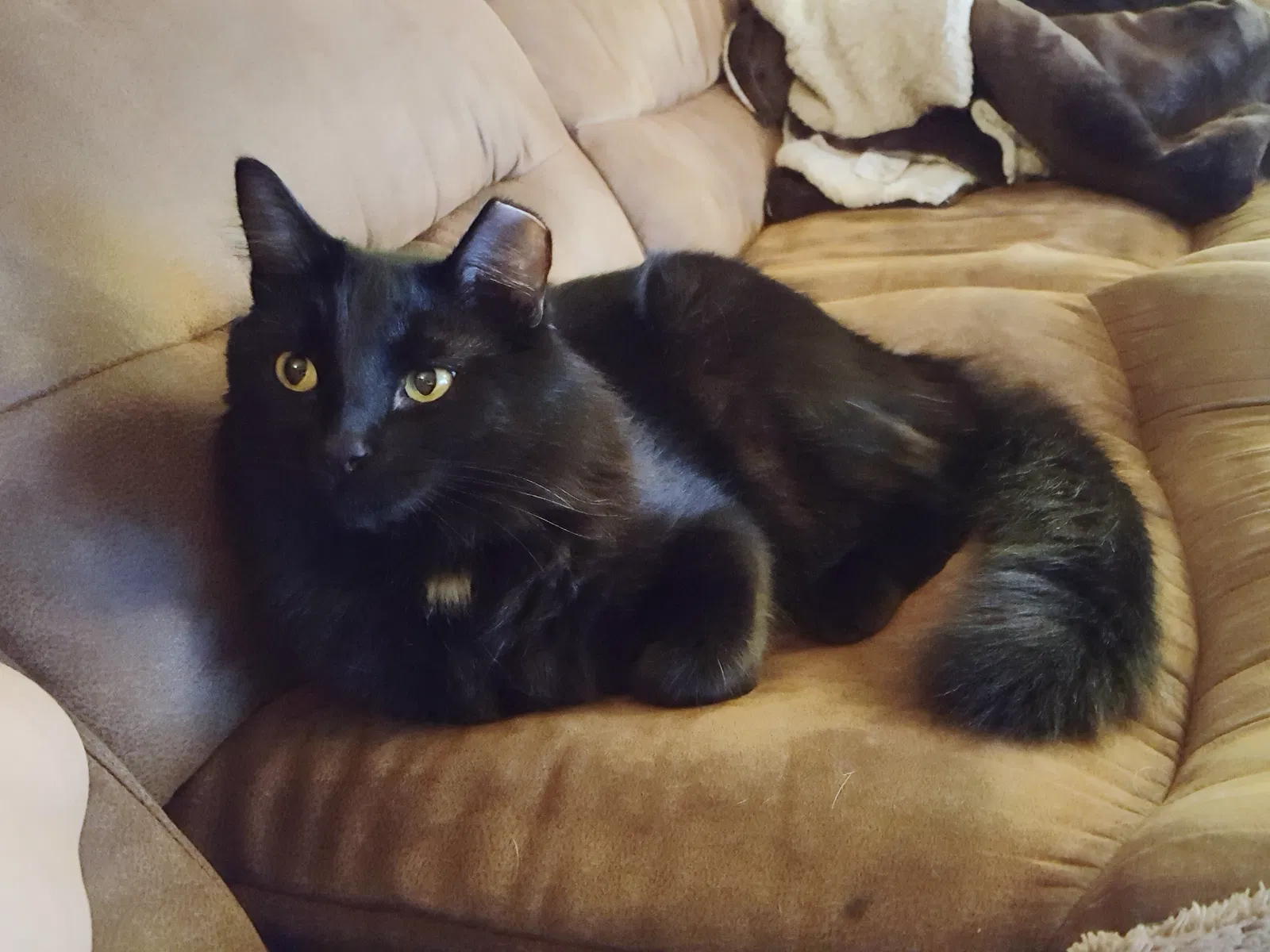 Lost cat in Spokane, WA, 99206