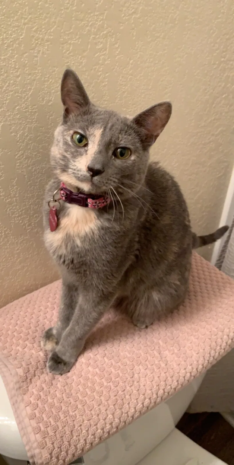 Lost cat in Raeford, NC, 28376