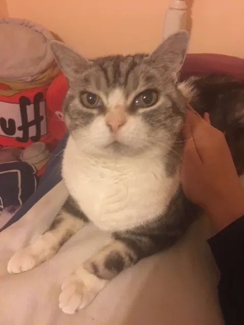 Lost cat in Garrison, NY, 10524