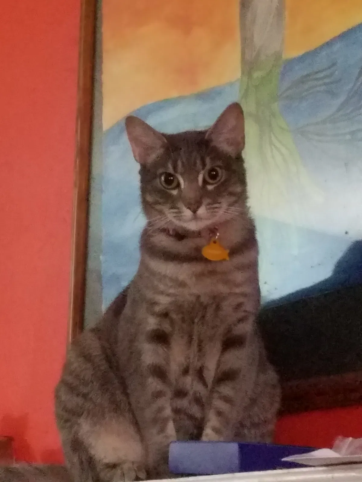 Lost cat in Wilmington, NC, 28409