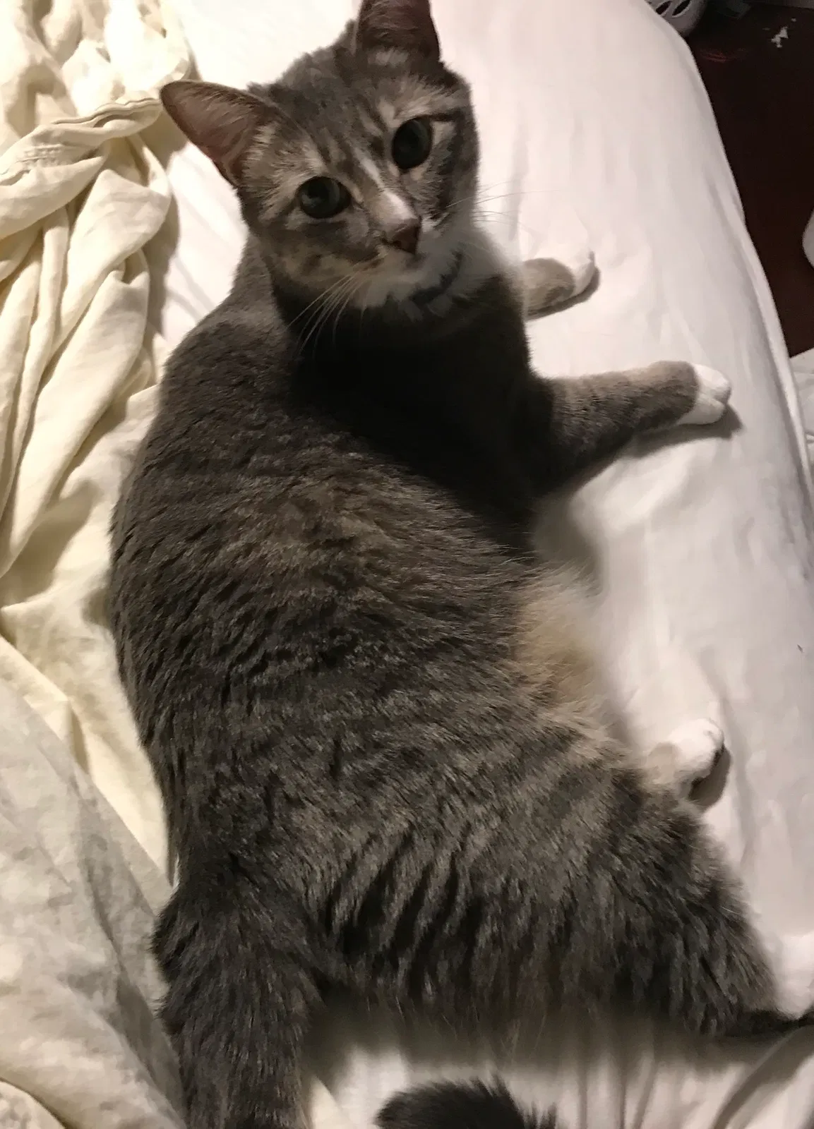 Lost cat in Shawnee, KS, 66226