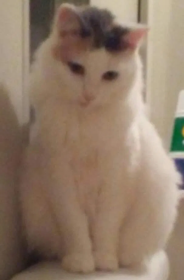 Lost cat in Dublin, GA, 31021