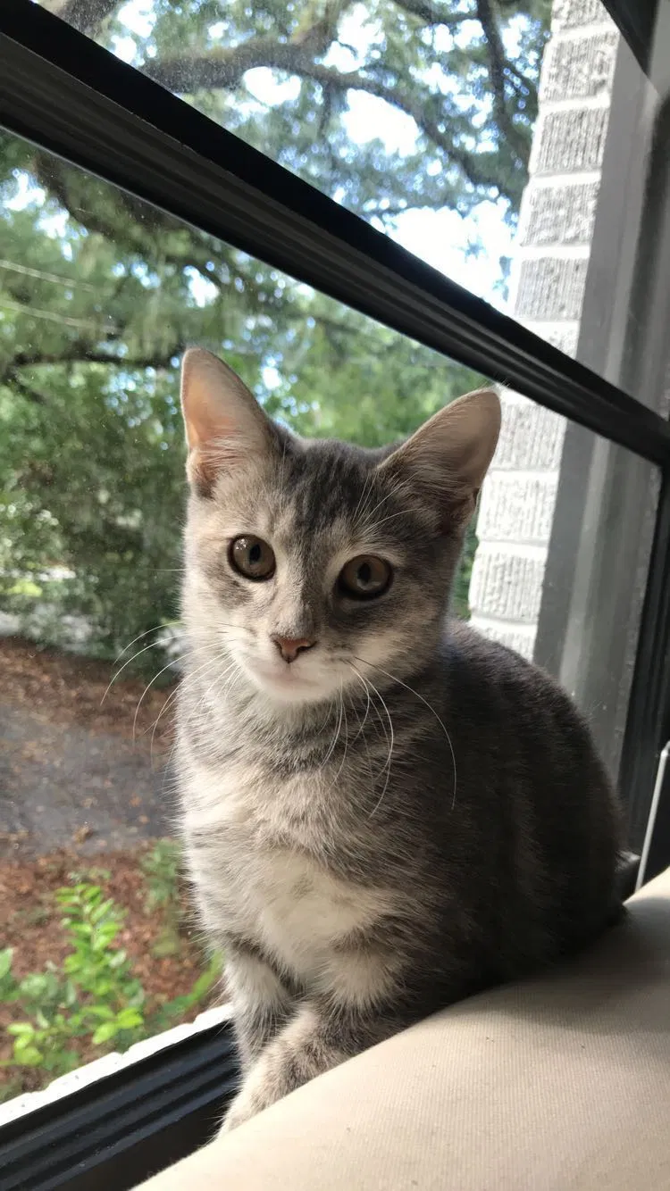 Lost cat in Charleston, SC, 29407