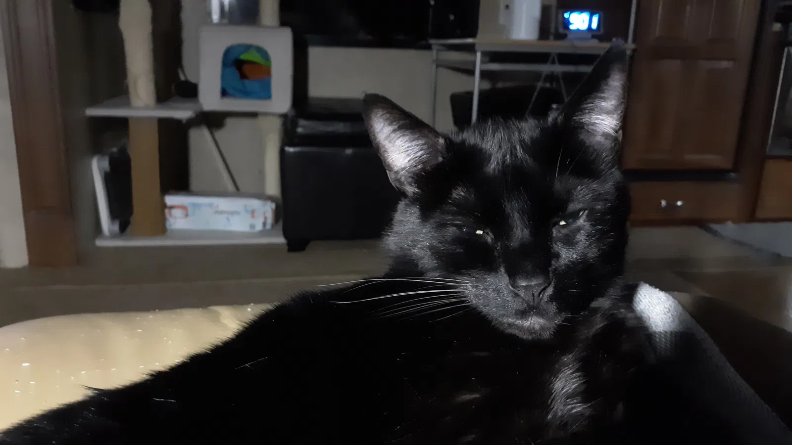 Lost cat in Kelso, WA, 98626