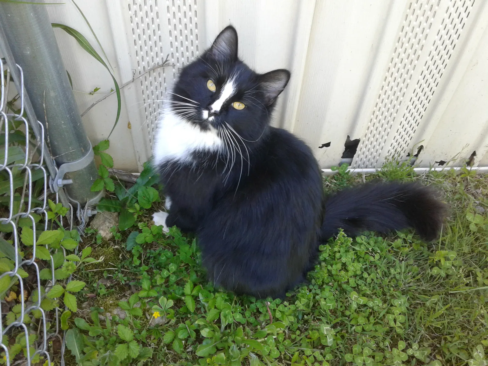 Lost cat in Knoxville, TN, 37938