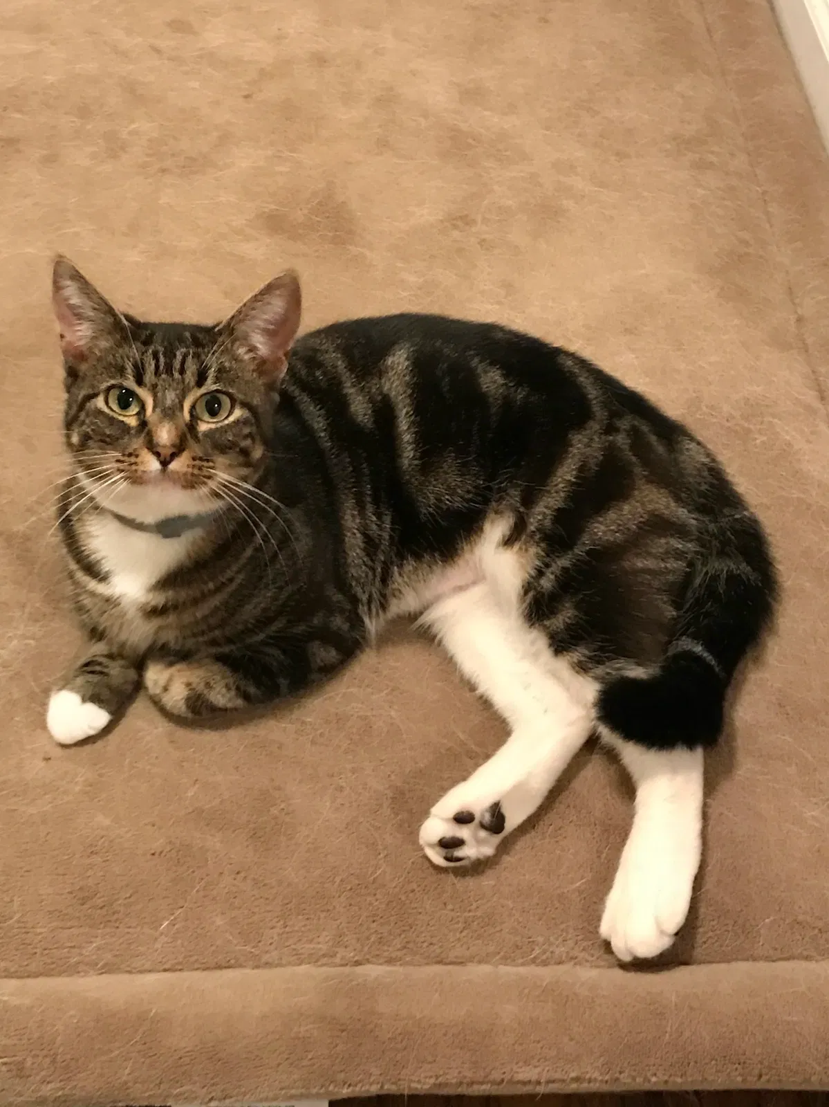 Lost cat in Oregon City, OR, 97045
