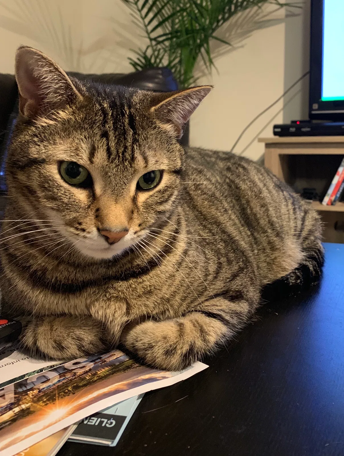 Lost cat in Summerville, SC, 29485