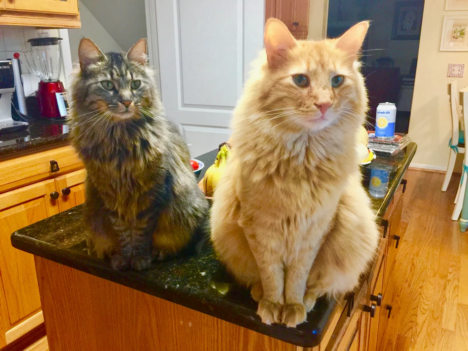Lost cat in Potomac, MD, 20854