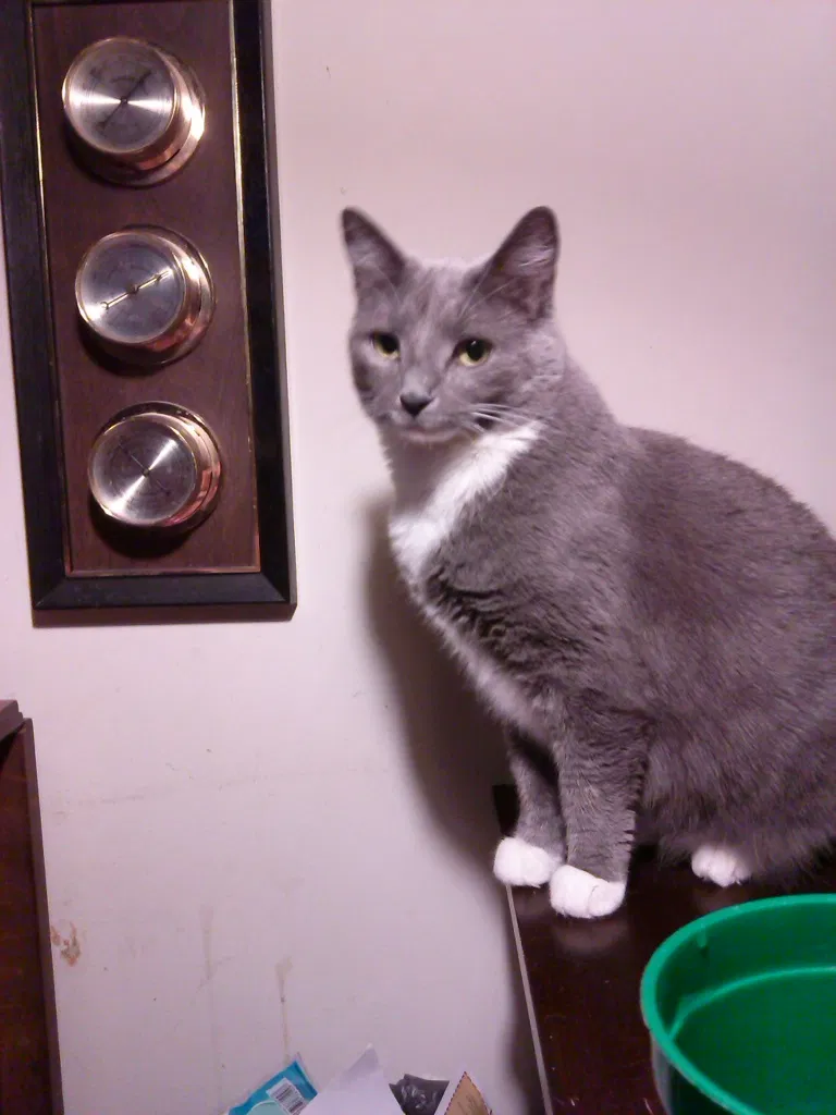 Lost cat in Gastonia, NC, 28056