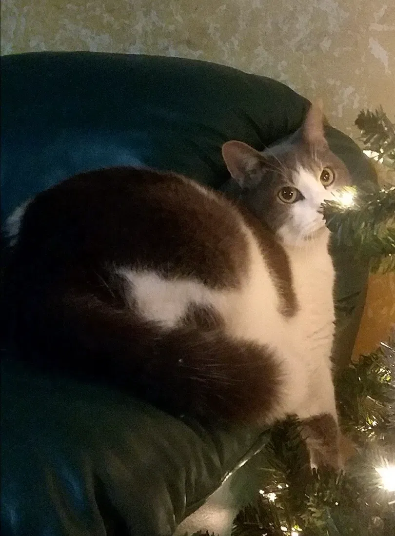 Lost cat in Crosby, TX, 77532