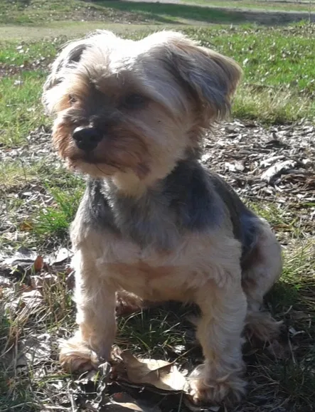 Lost dog in Graham, WA, 98338