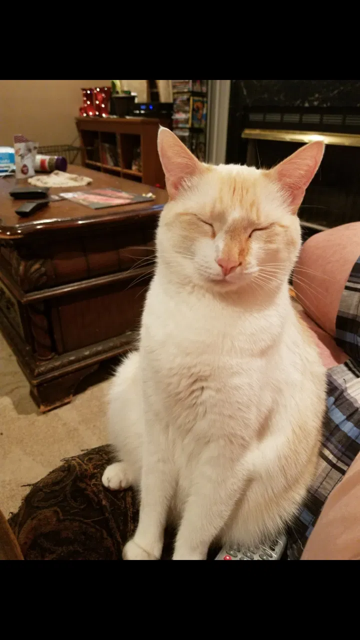 Lost cat in Easley, SC, 29642