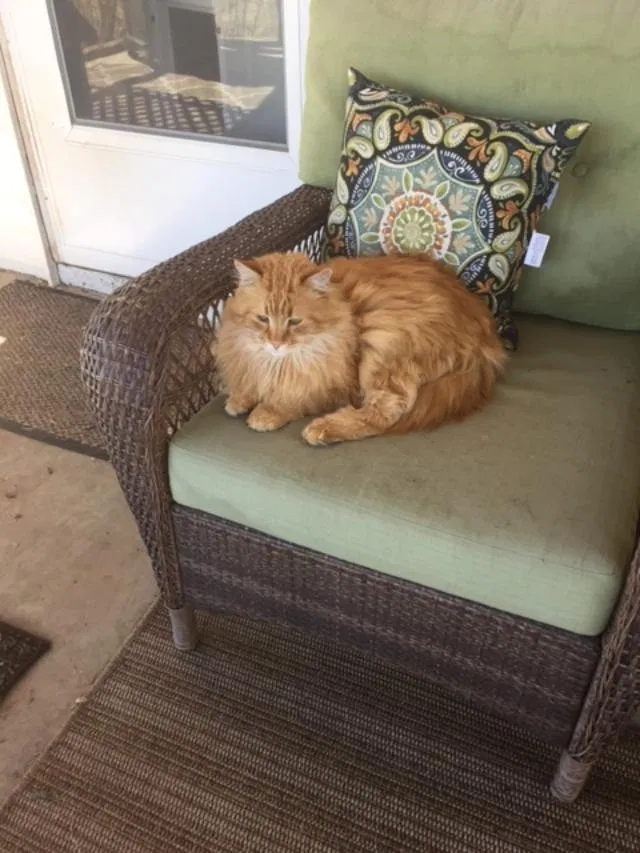 Lost cat in Wellington, CO, 80549