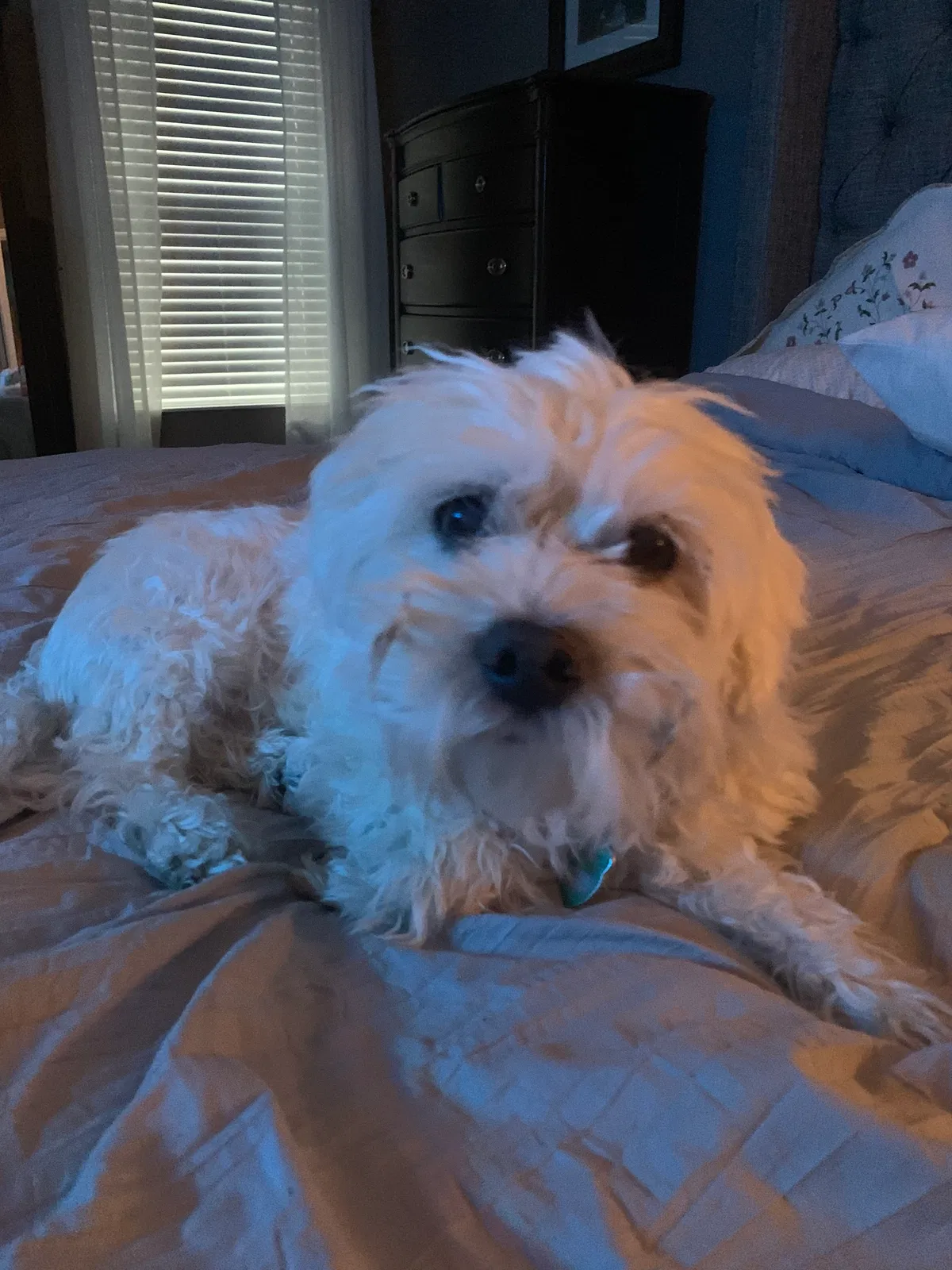 Lost dog in Batavia, OH, 45103