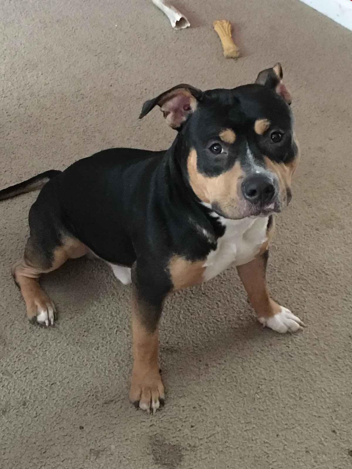 Lost dog in Greensboro, NC, 27407