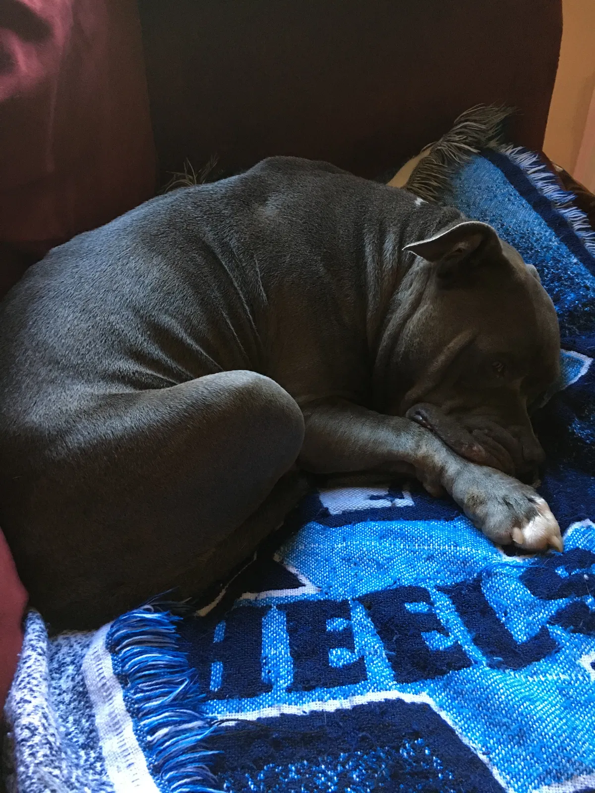 Lost dog in Greensboro, NC, 27407