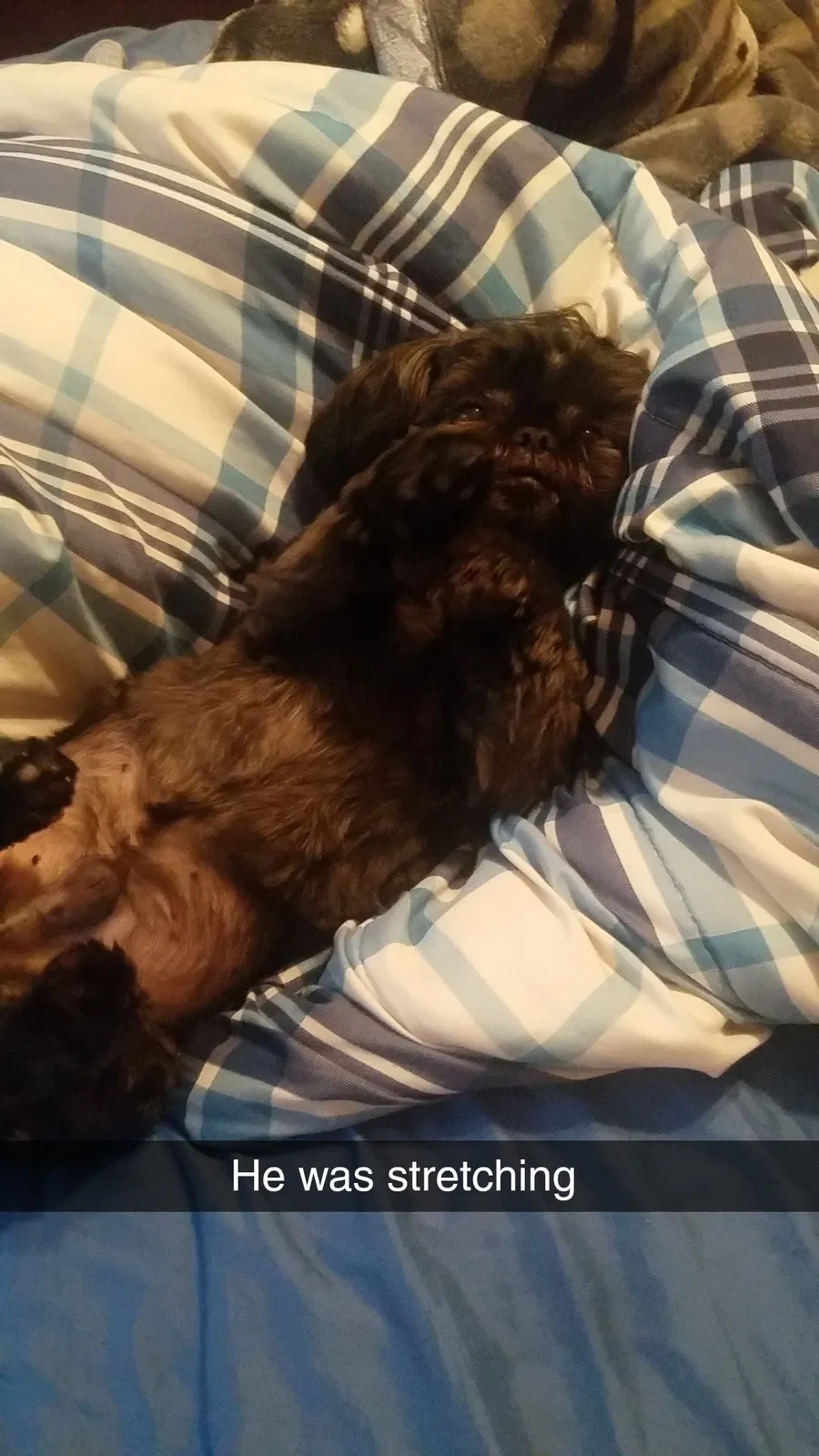 Lost dog in Memphis, TN, 38141