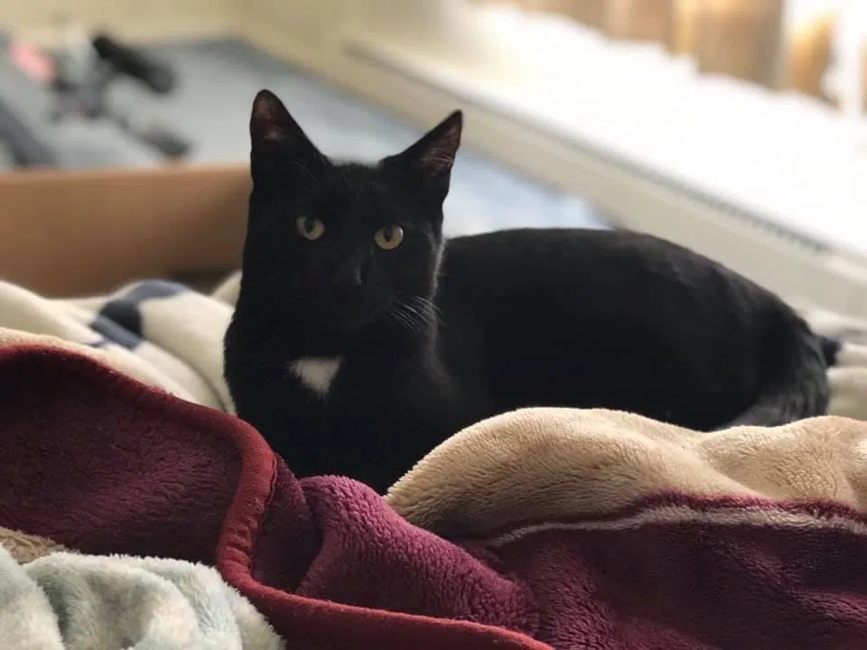 Lost cat in Olympia, WA, 98513