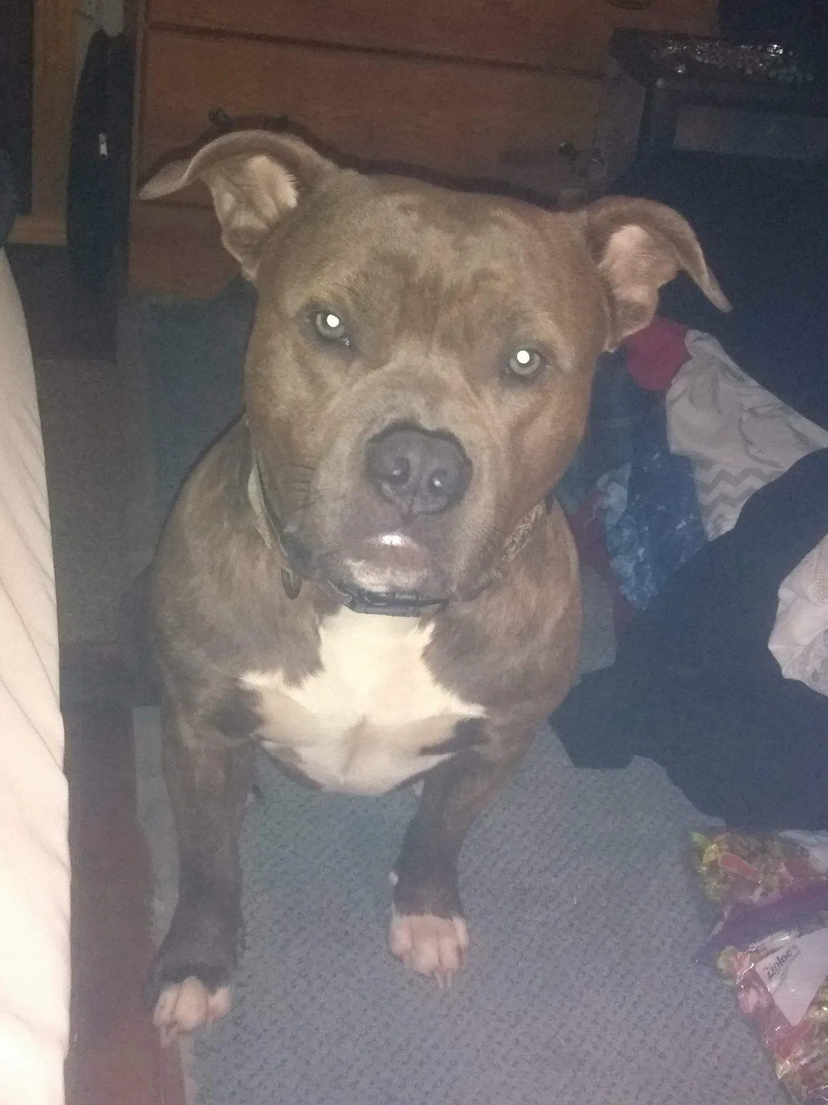 Lost dog in Greensburg, IN, 47240