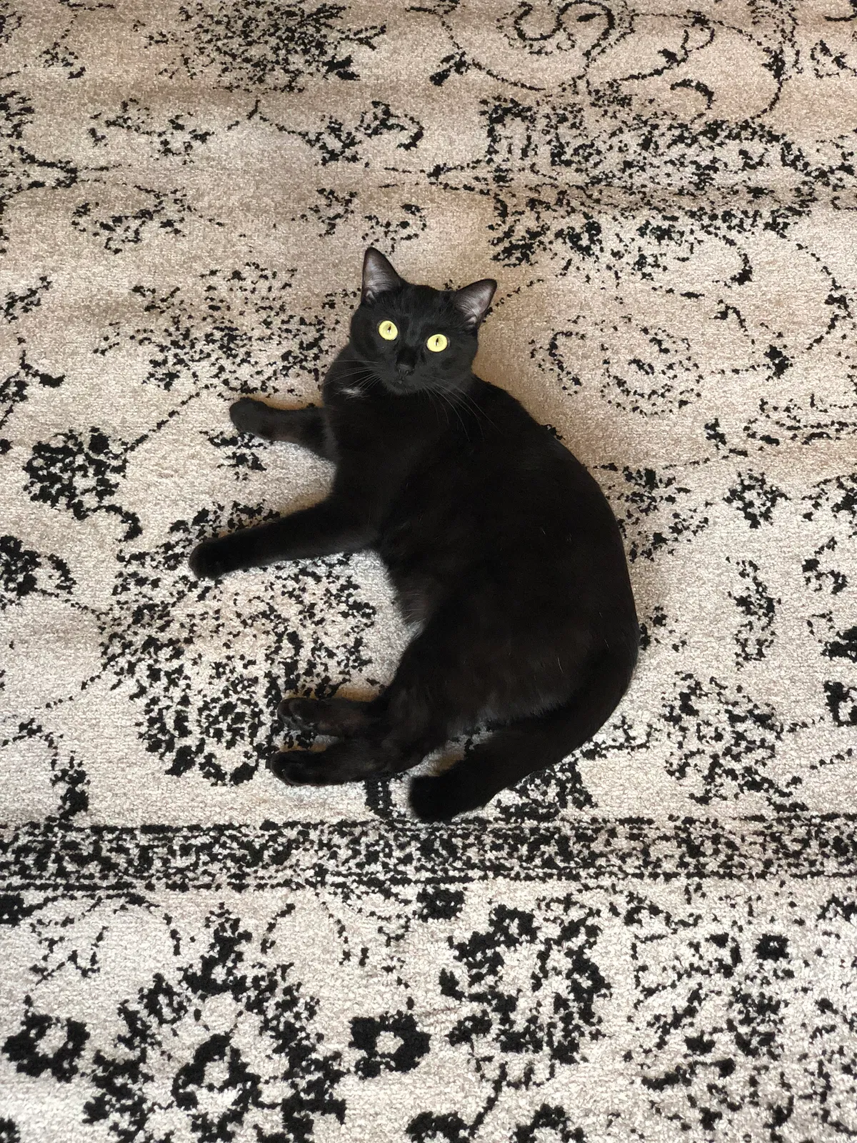 Lost cat in Cumming, GA, 30028