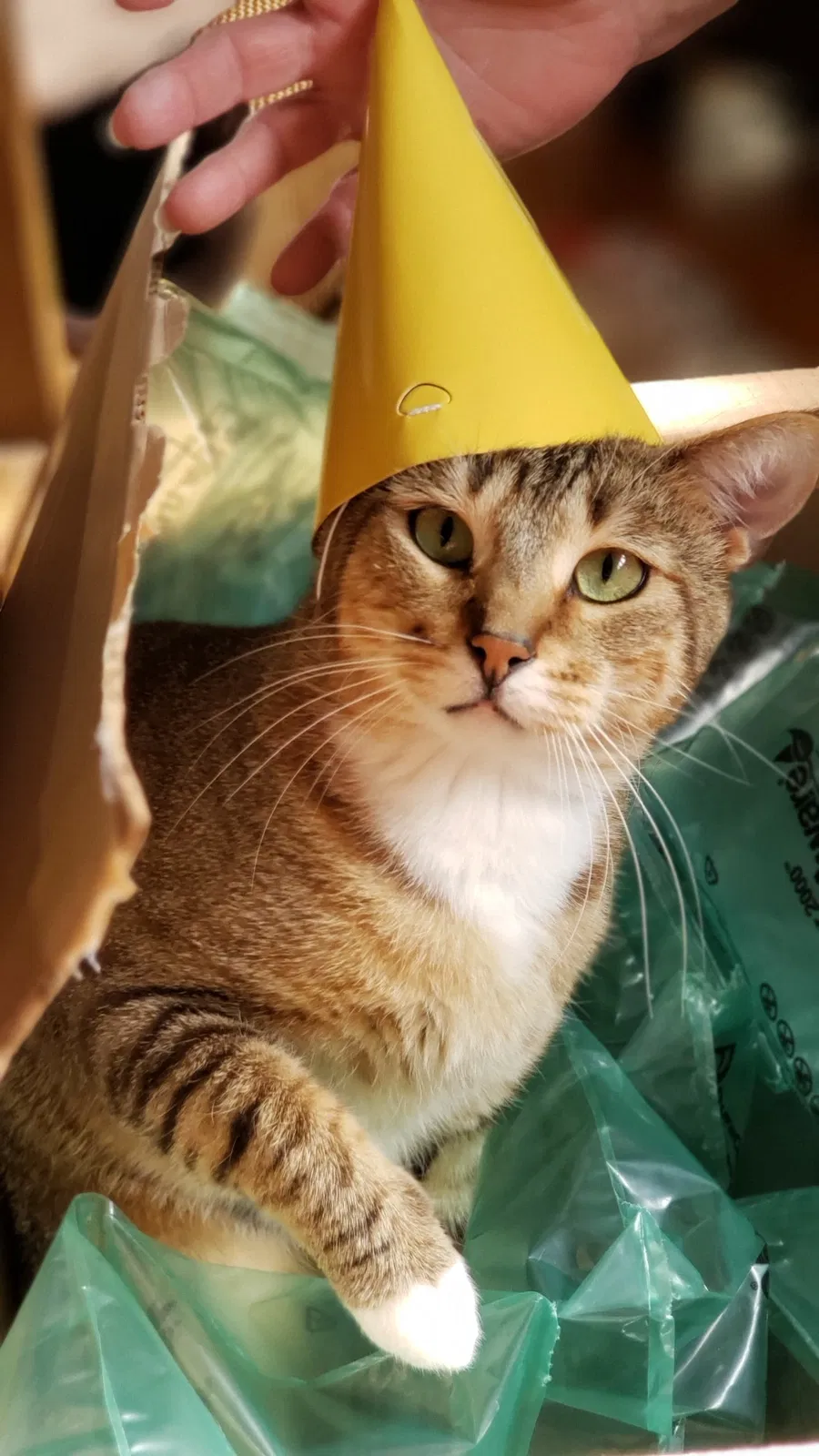 Lost cat in Minneapolis, MN, 55411