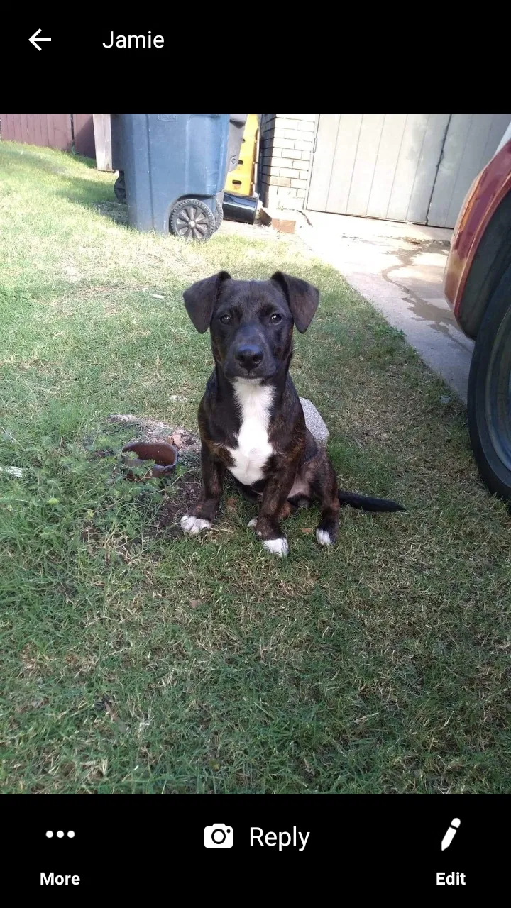 Lost dog in Fort Worth, TX, 76131