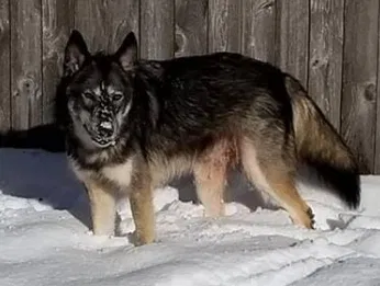 Lost dog in Renton, WA, 98059