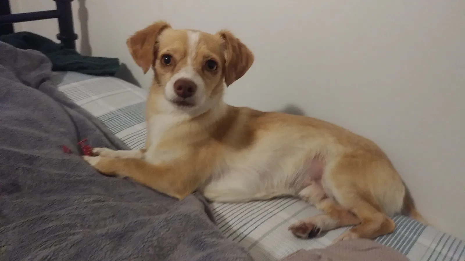 Lost dog in Hoffman Estates, IL, 60192