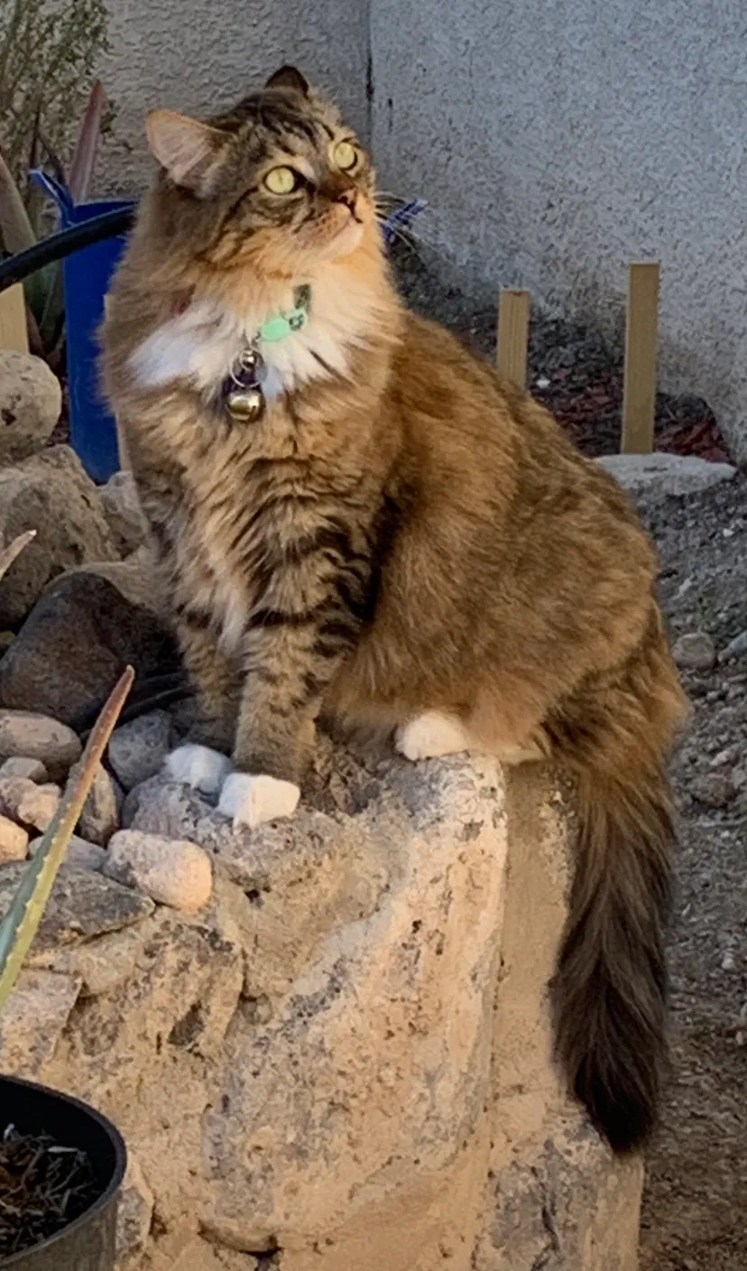 Lost cat in Las Vegas, NV, 89183