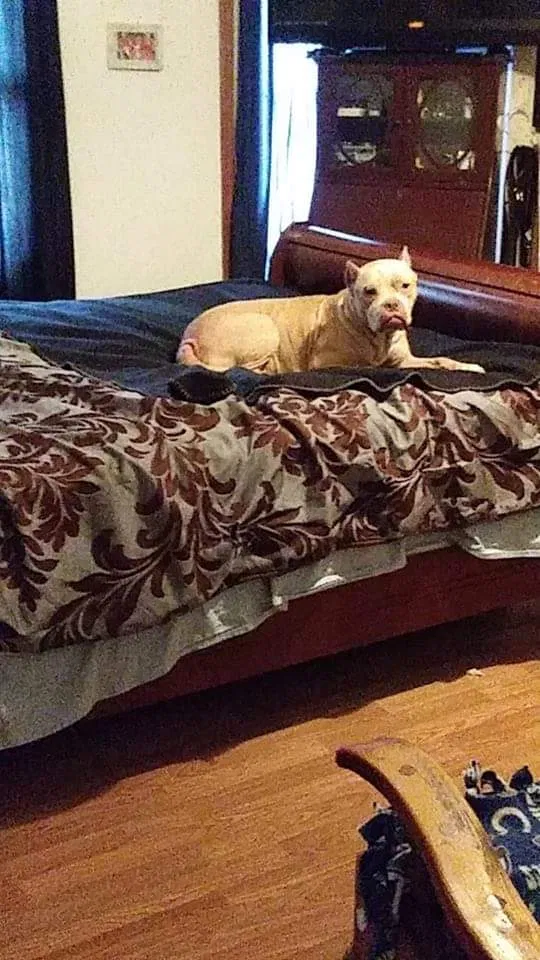 Lost dog in Indianapolis, IN, 46241