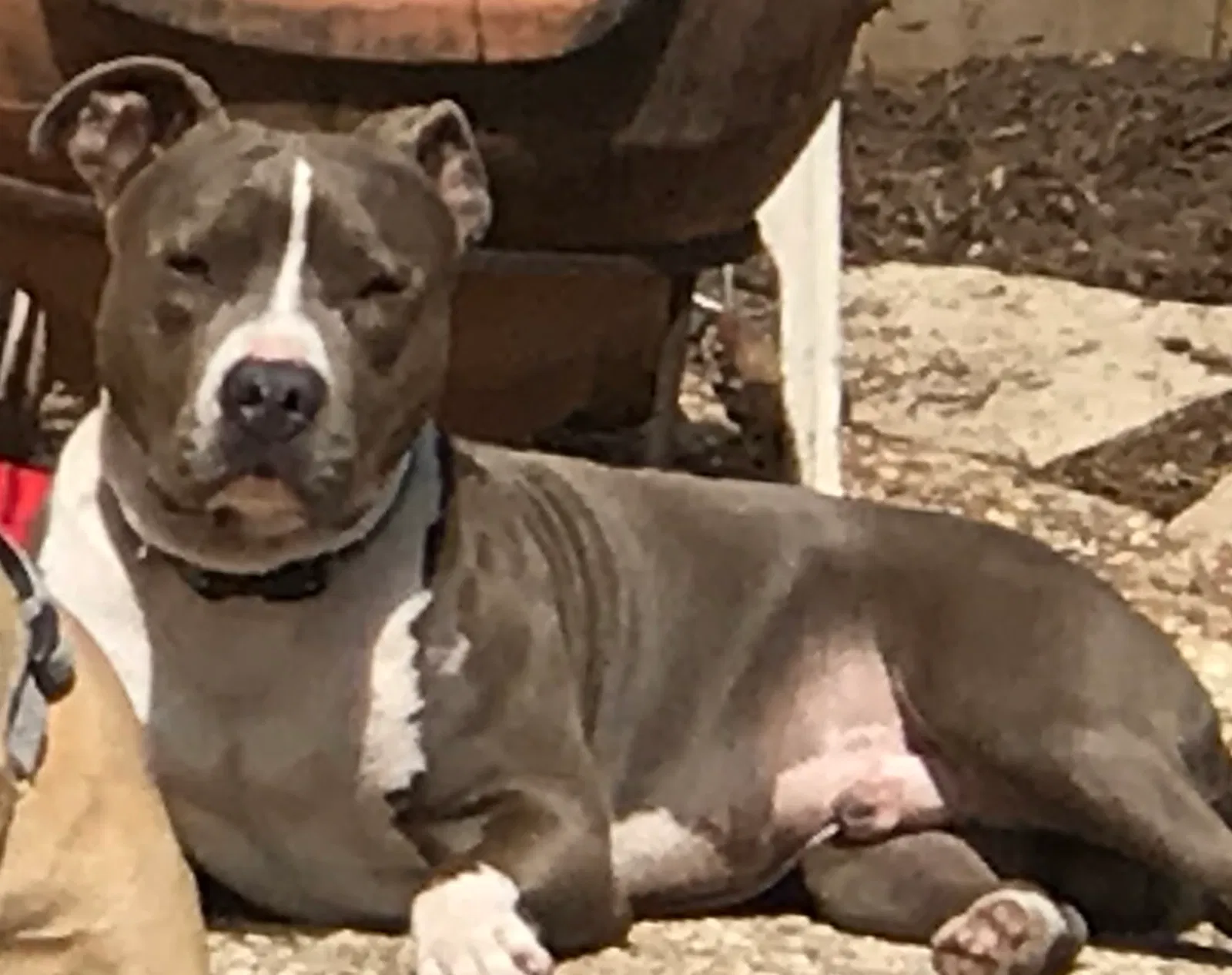 Lost dog in Dallas, TX, 75228