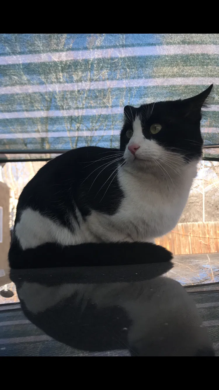 Lost cat in Albuquerque, NM, 87105