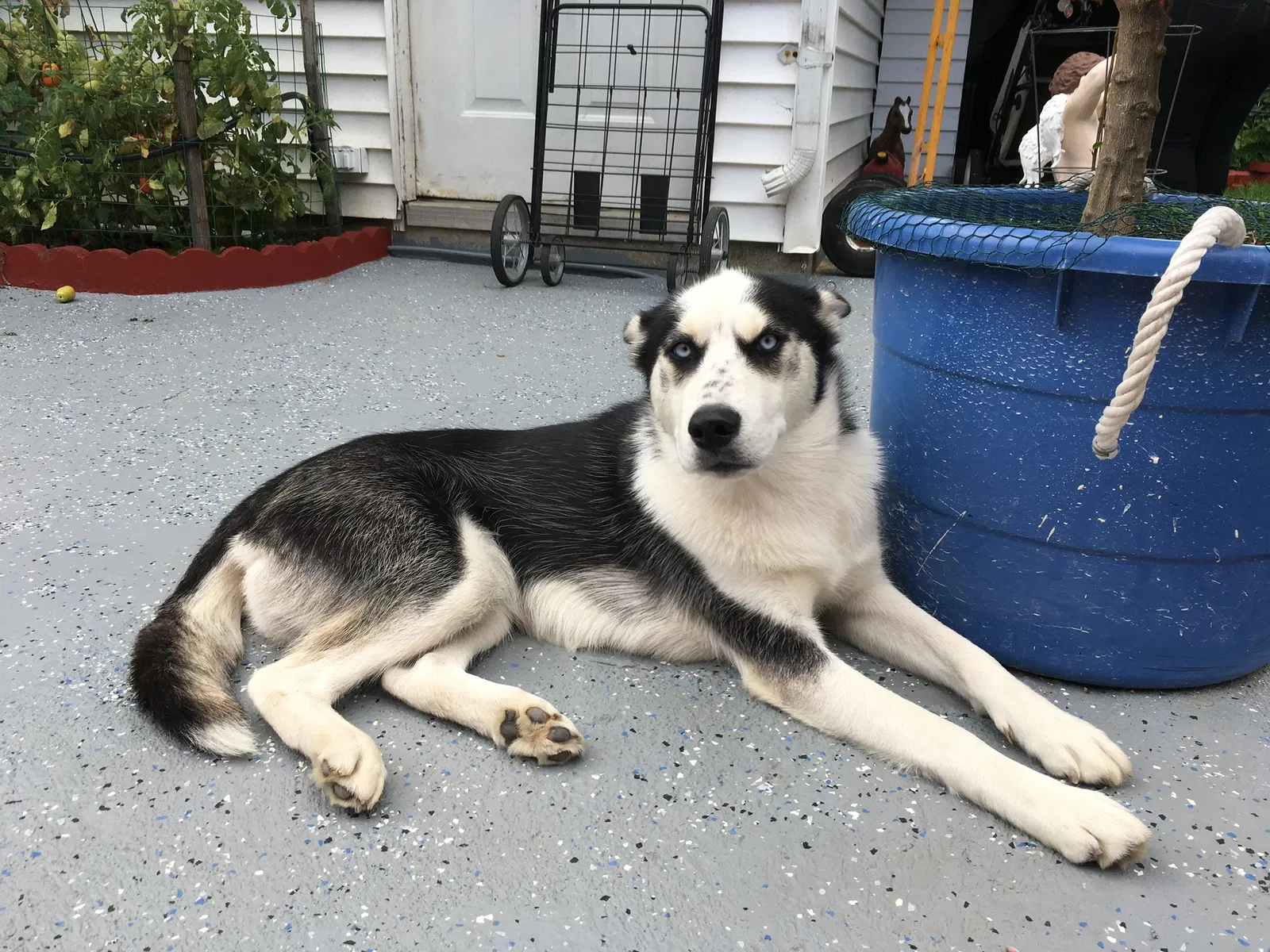 Lost dog in Chicago, IL, 60629