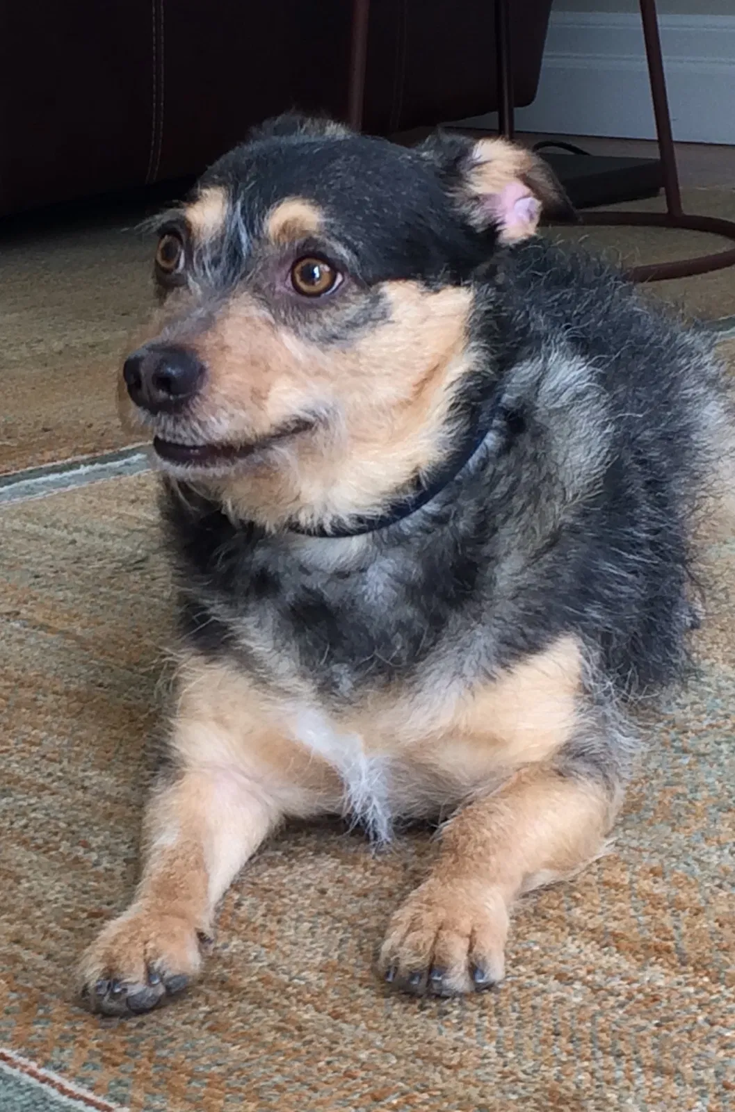 Lost dog in Salt Lake City, UT, 84105
