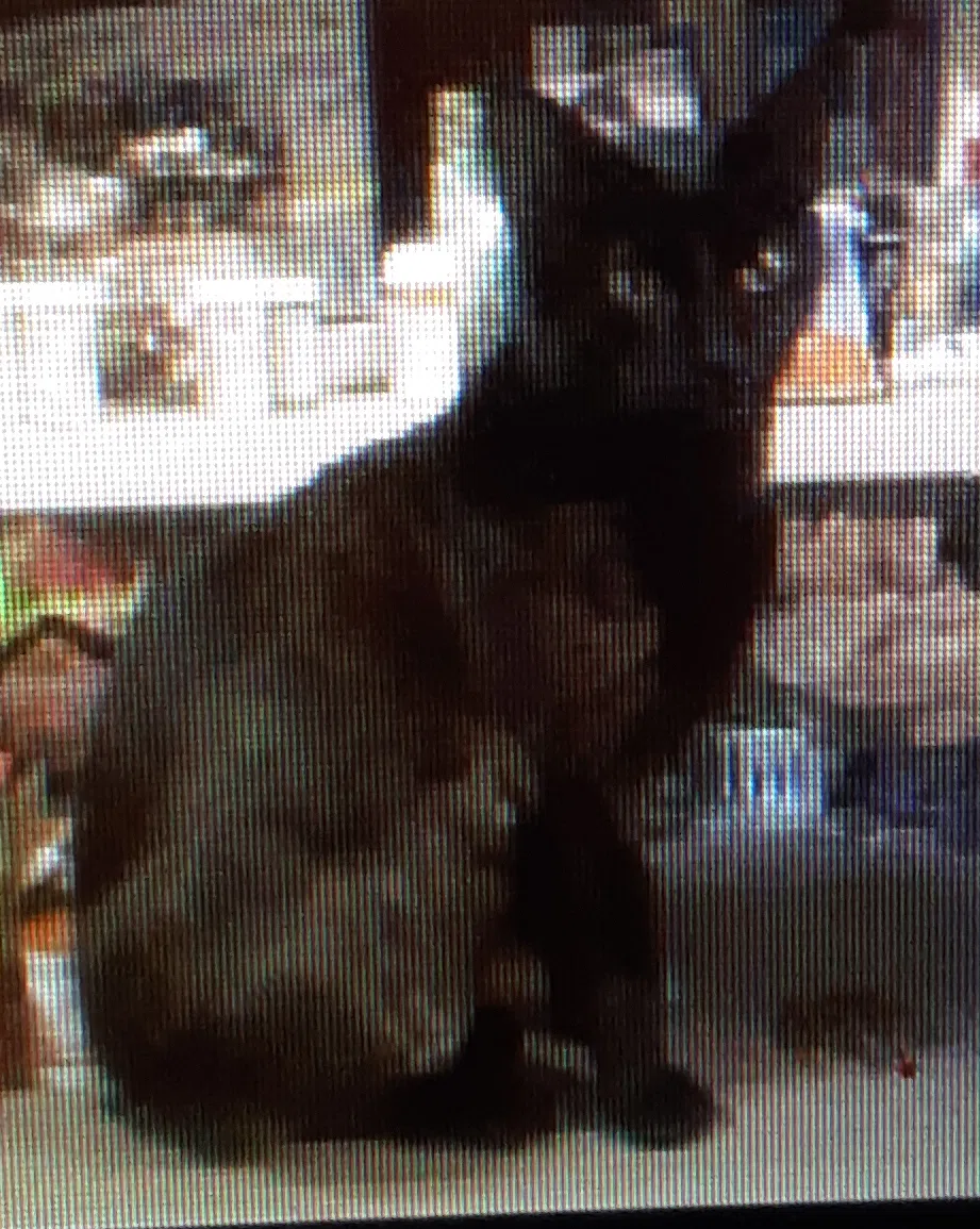 Lost cat in Memphis, TN, 38134