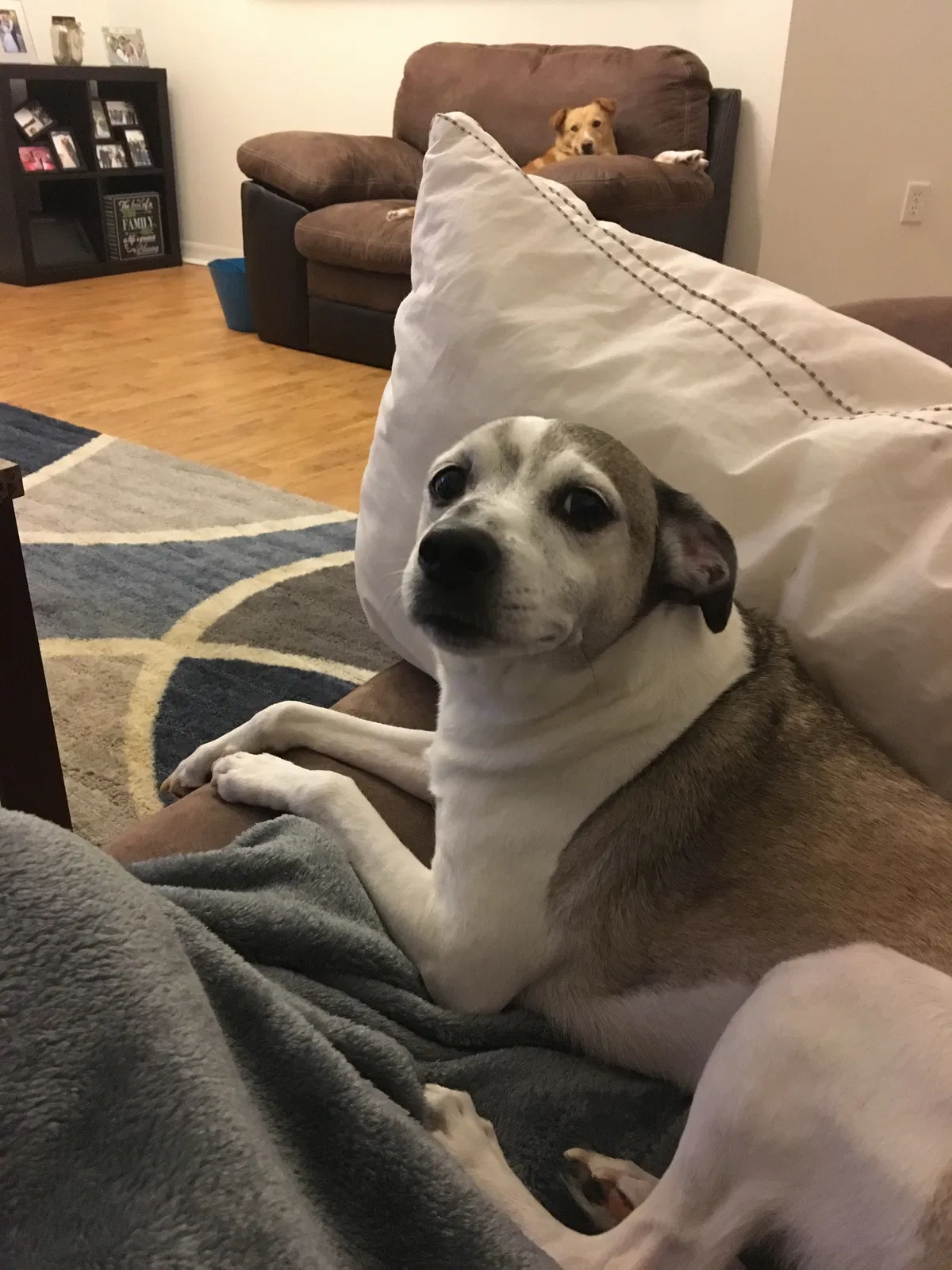 Lost dog in Dunnellon, FL, 34434