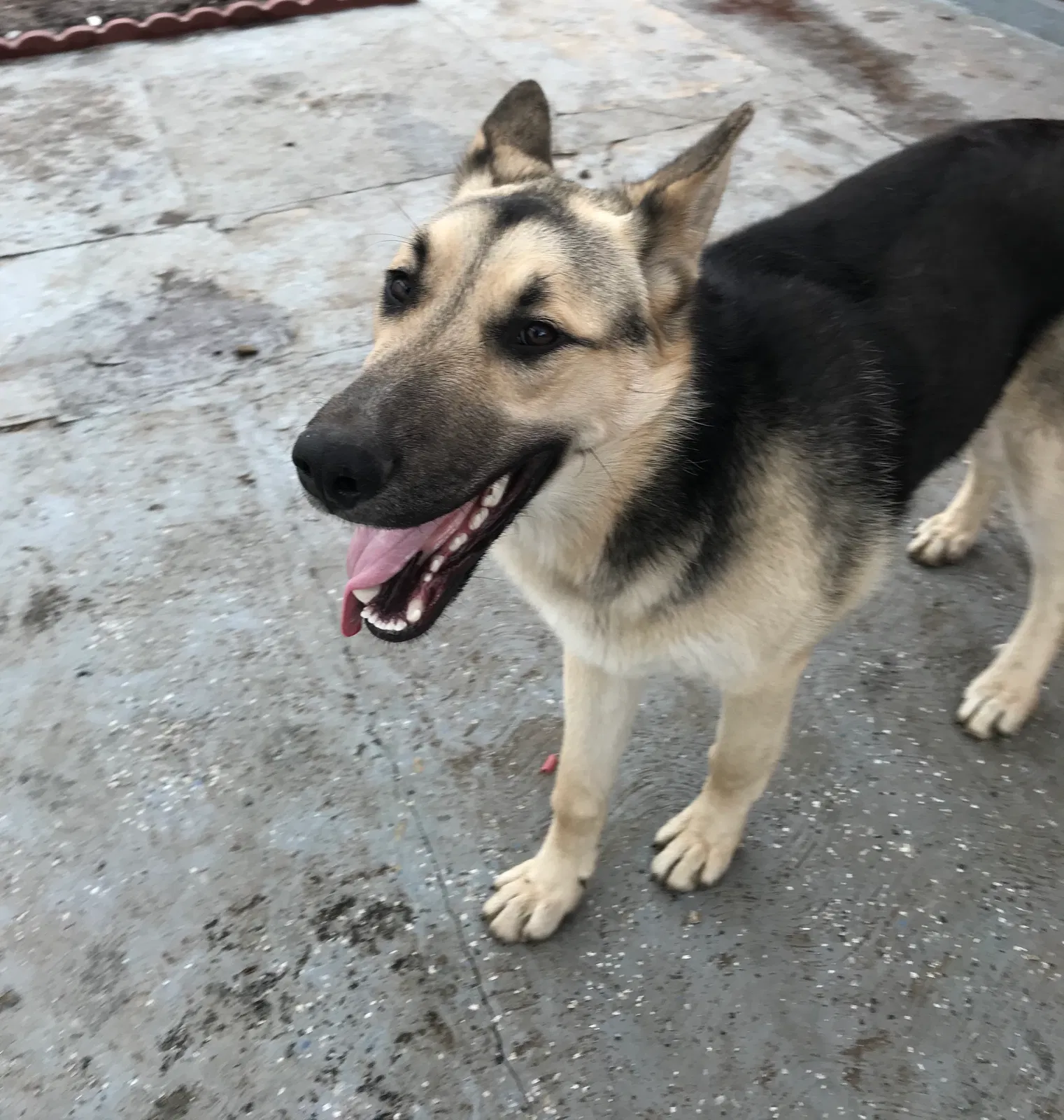 Lost dog in Chicago, IL, 60629