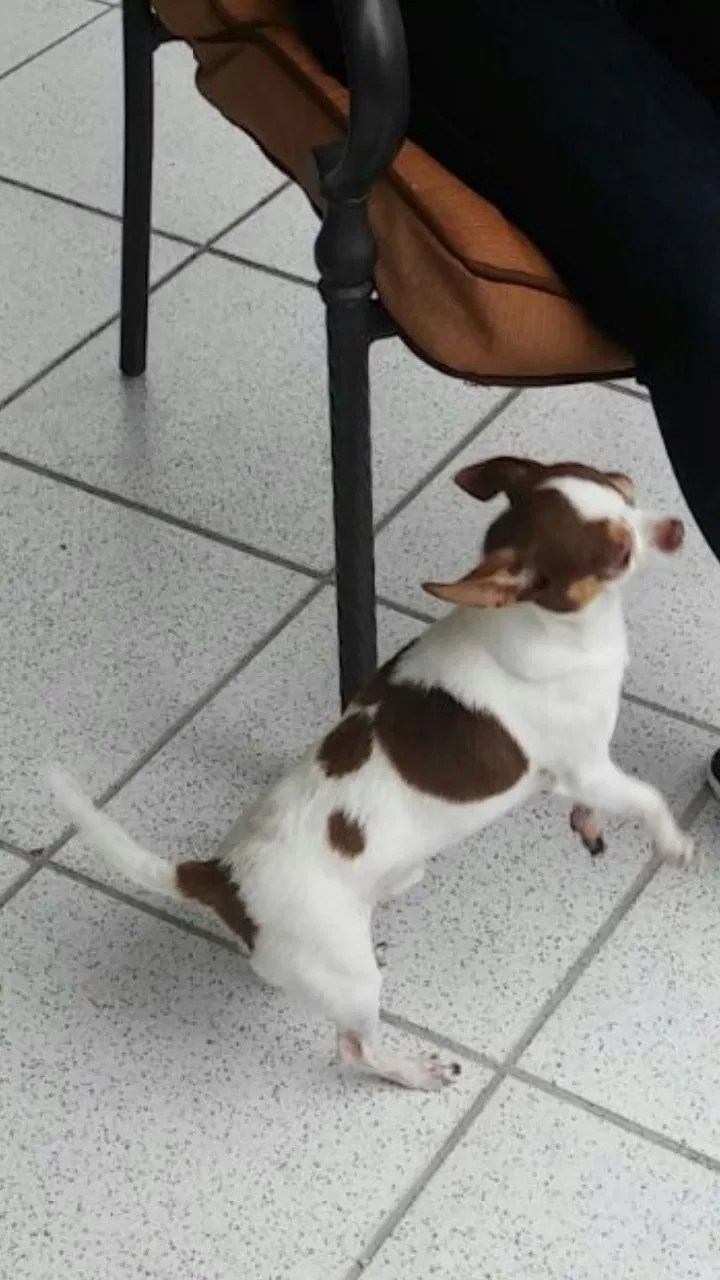 Lost dog in Hialeah, FL, 33013