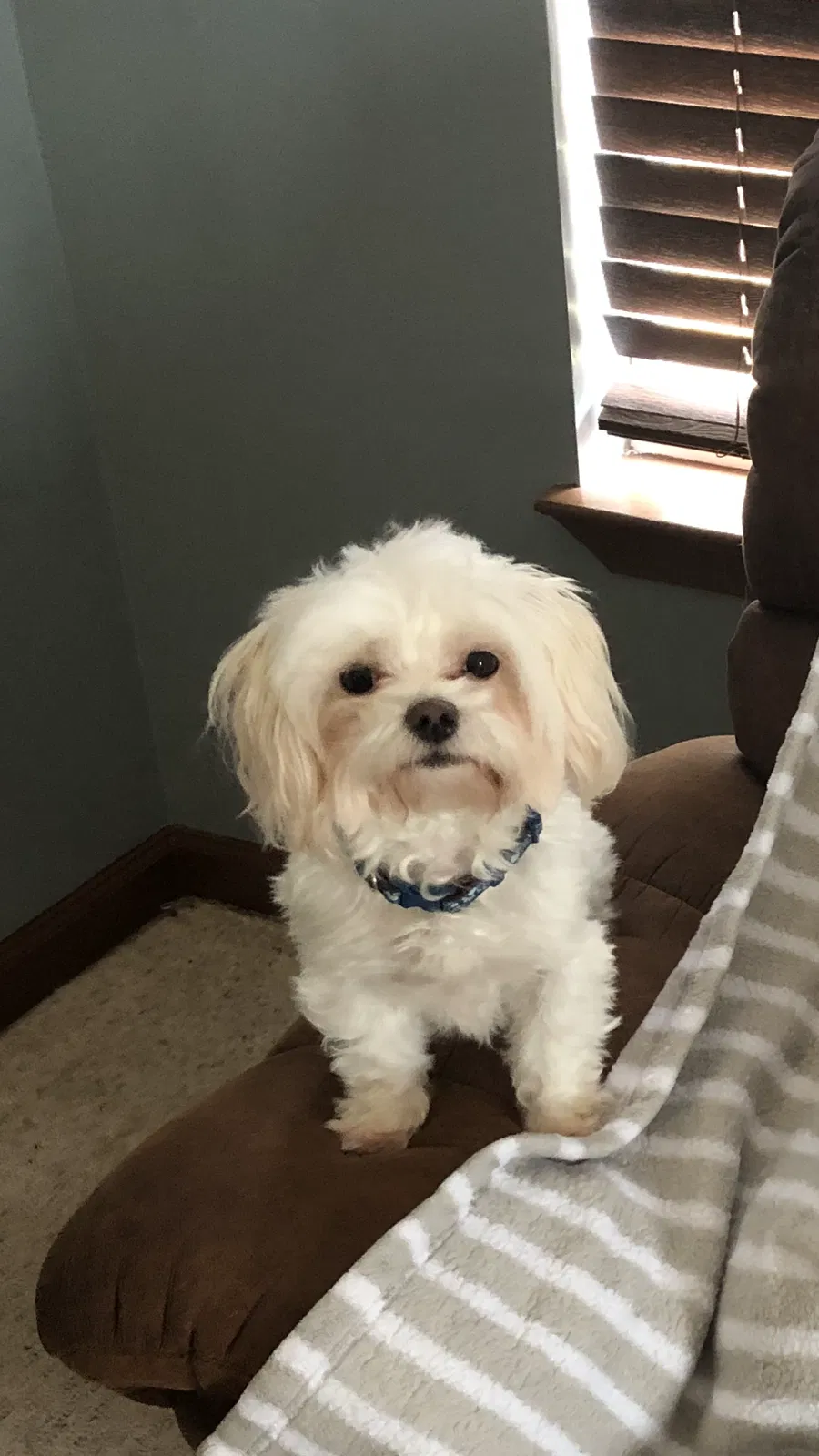 Lost dog in Crestview, FL, 32536