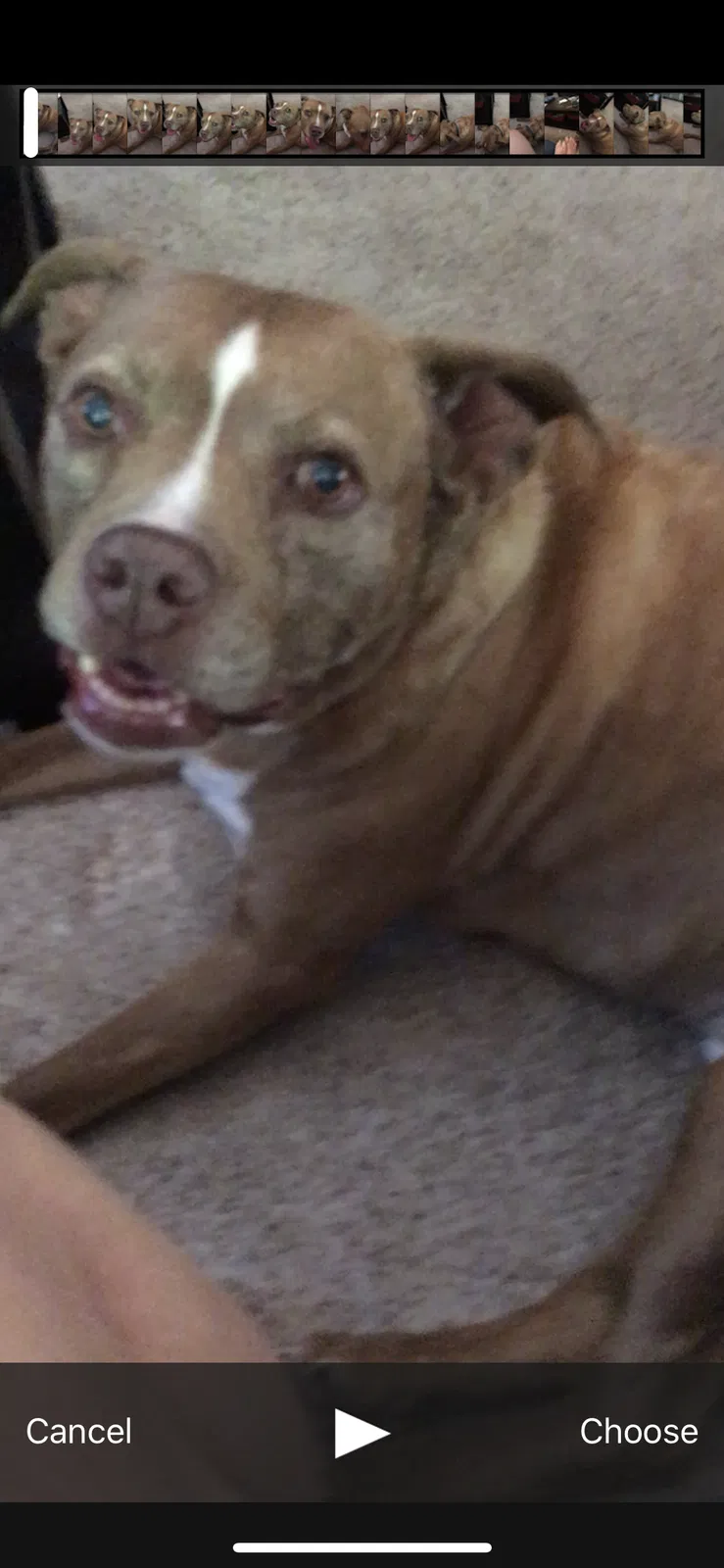 Lost dog in Avon, IN, 46123