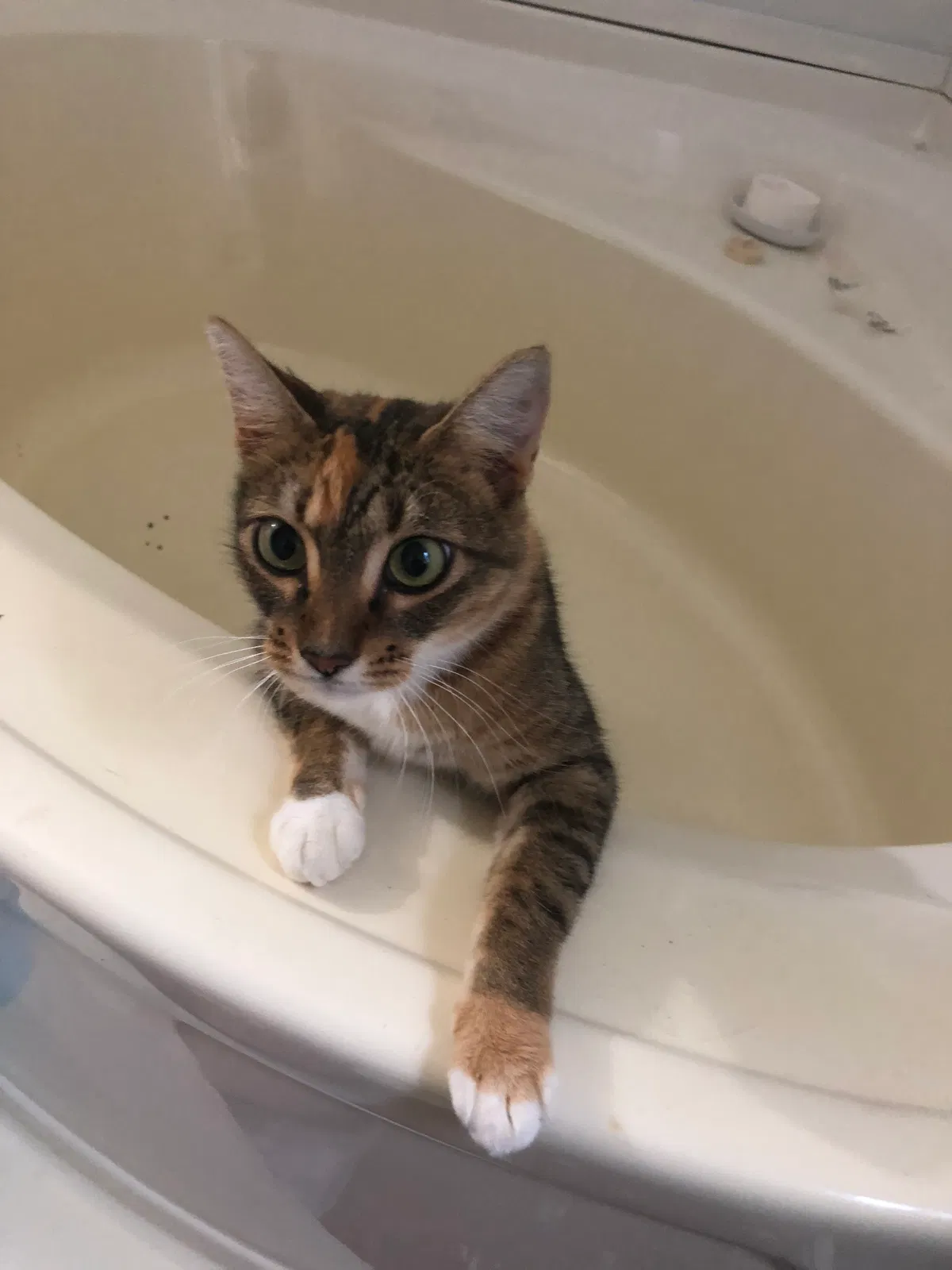 Lost cat in Belmont, NC, 28012