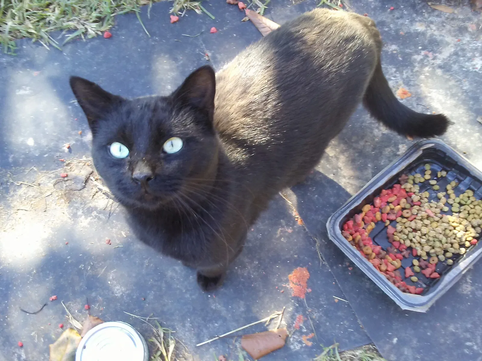 Lost cat in Florence, SC, 29506
