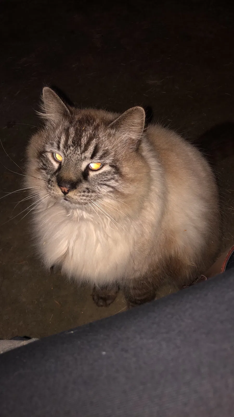 Lost cat in Taylors, SC, 29687