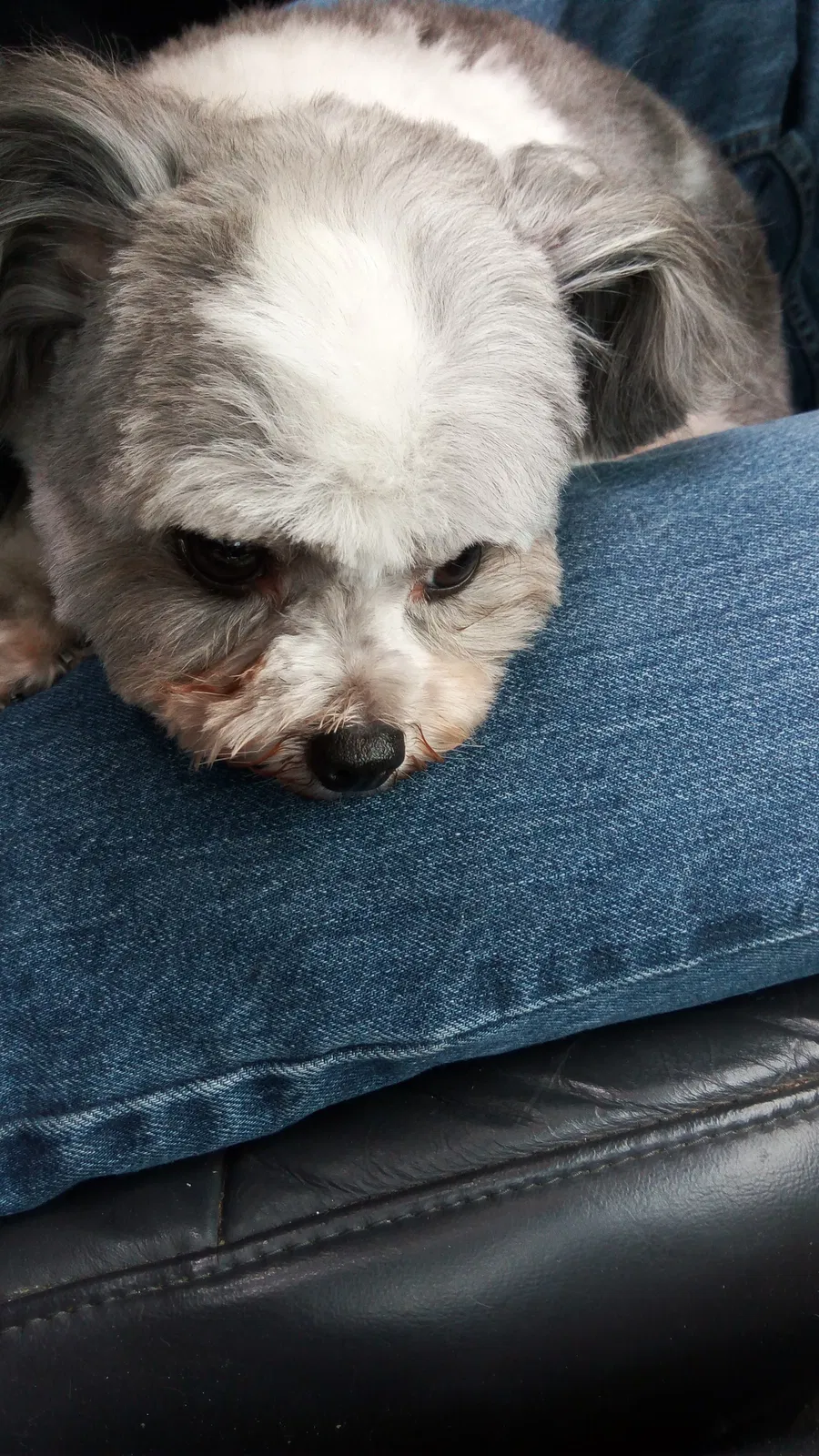 Lost dog in Sammamish, WA, 98074