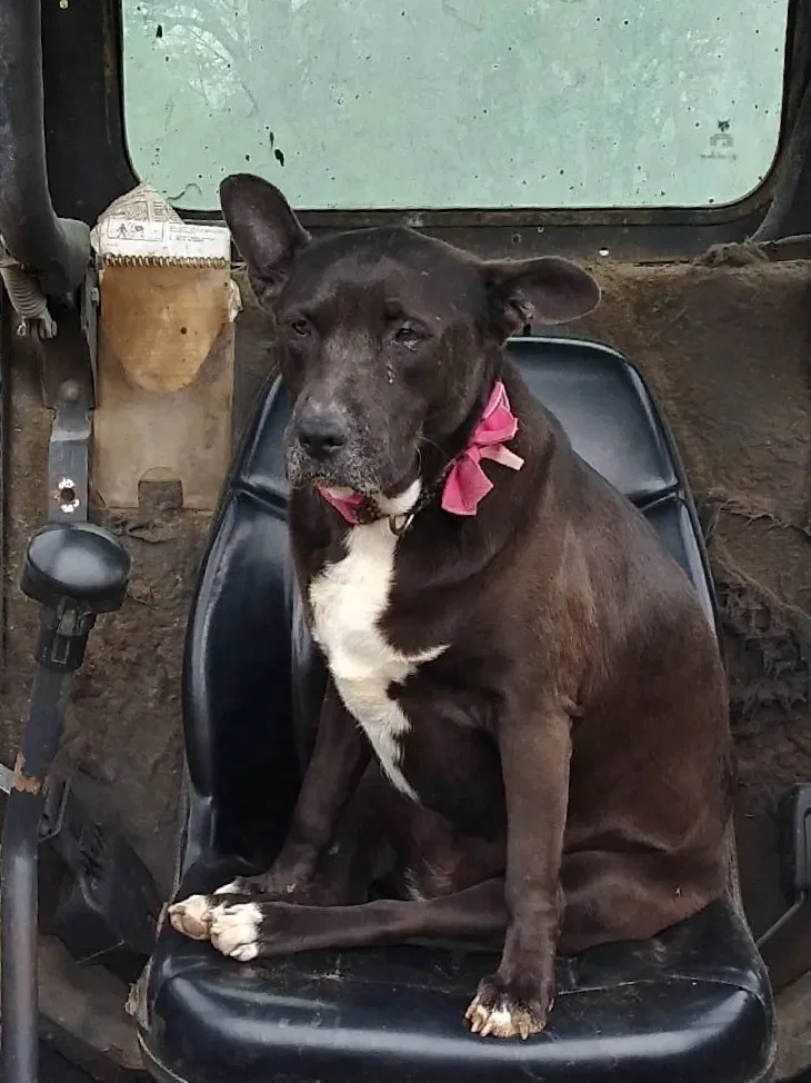 Lost dog in Houston, TX, 77048