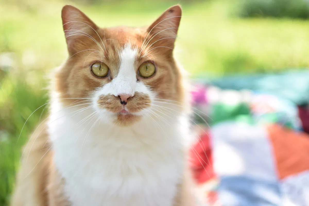 Lost cat in Tryon, NC, 28782