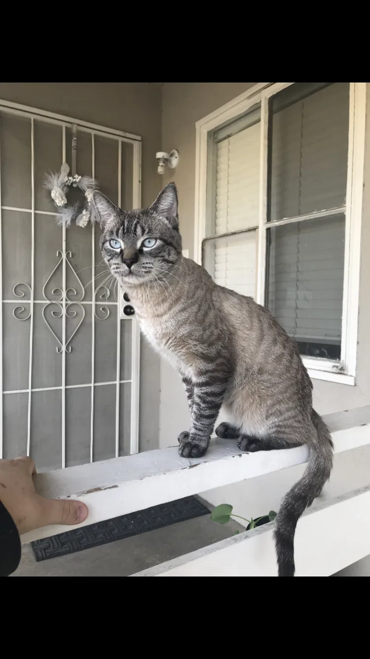 Lost cat in Phelan, CA, 92371