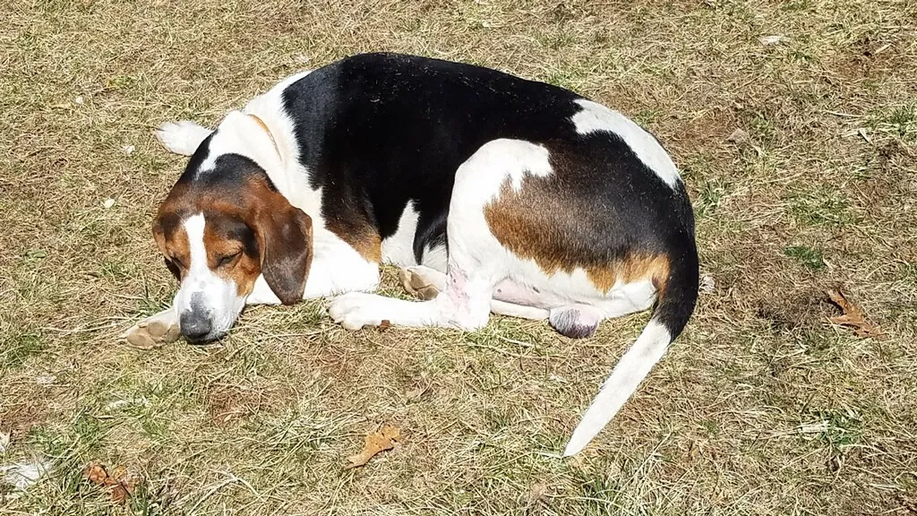 Lost dog in Airville, PA, 17302
