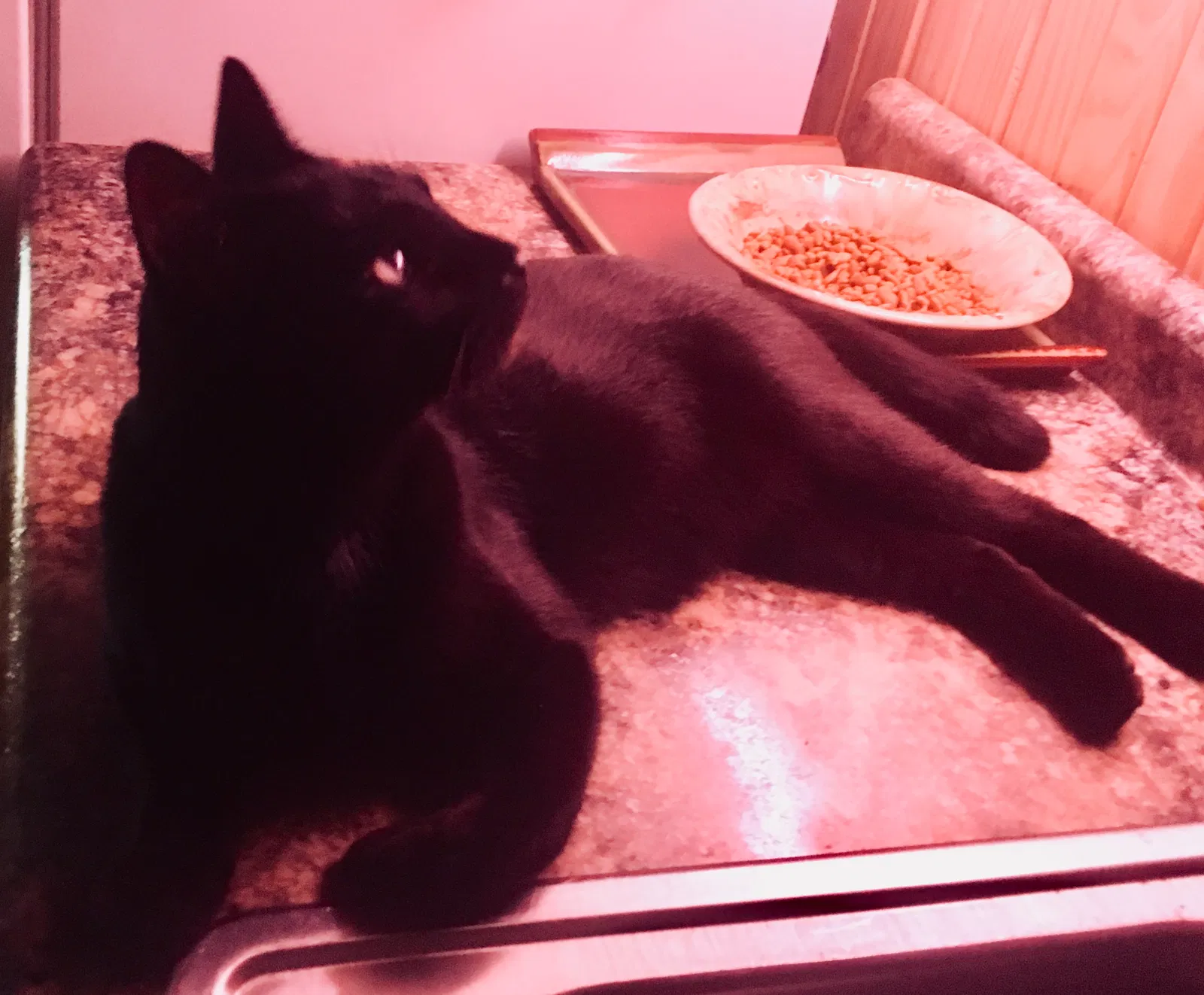 Lost cat in Whitehouse, TX, 75791